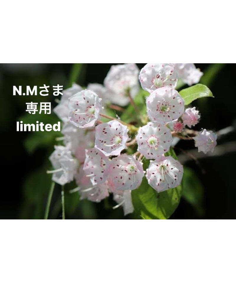 nm☆様専用ページ ホワイト ちめ様へ専用ページ Kuro Log | PDF