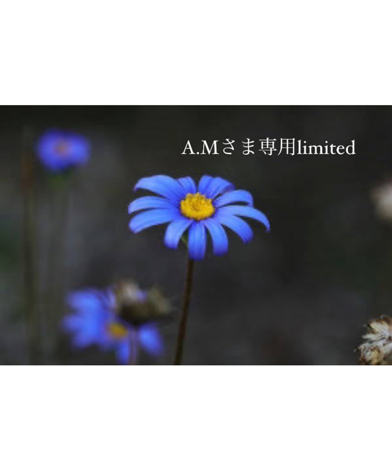 amさま専用 amさま専用