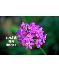 S.Nさま専用ページ