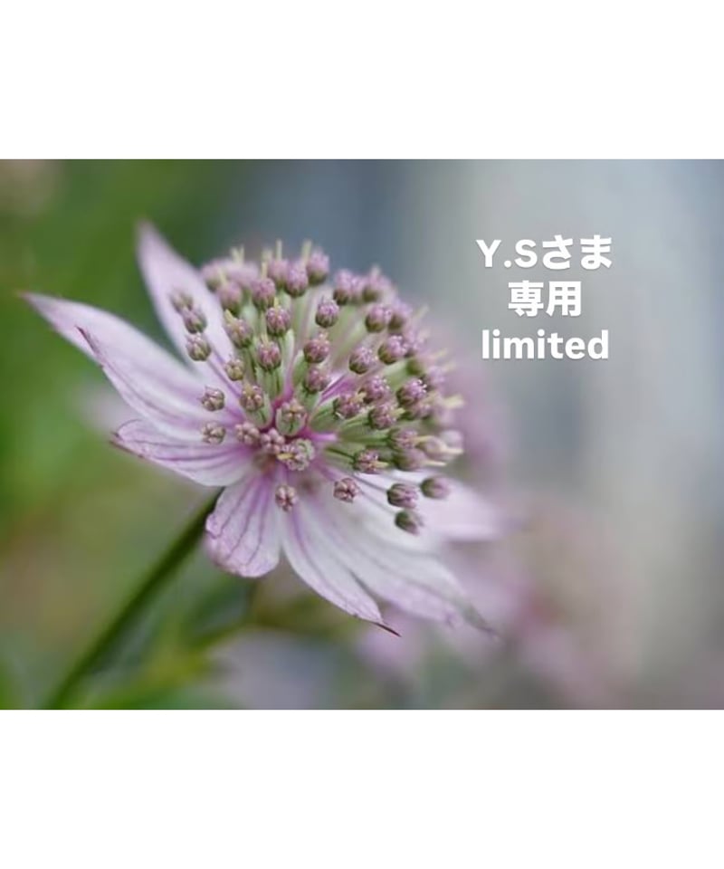 Y,s様専用 【公式通販】