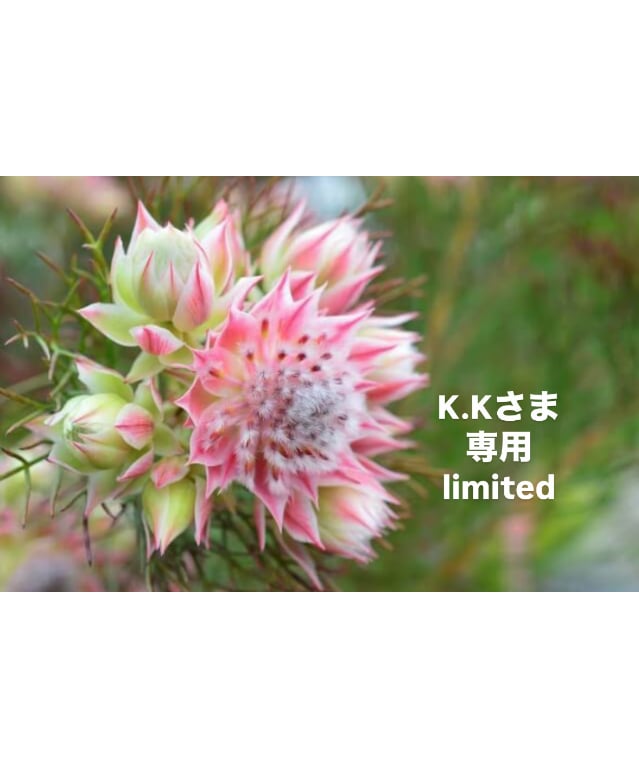 K.Kさま専用ページ | BlueOnionStore