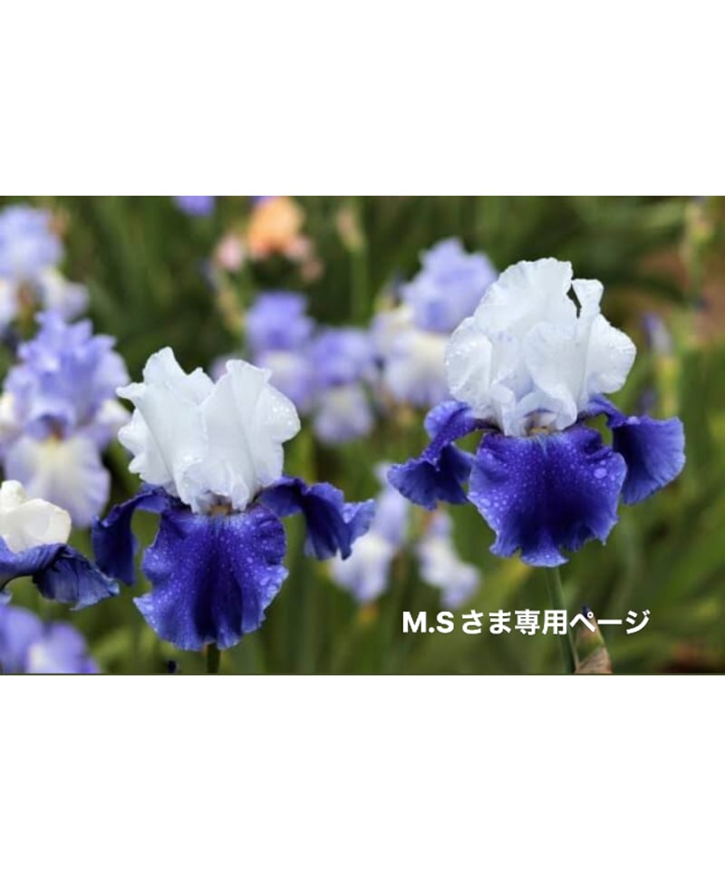 M.Sさま専用ページ | BlueOnionStore