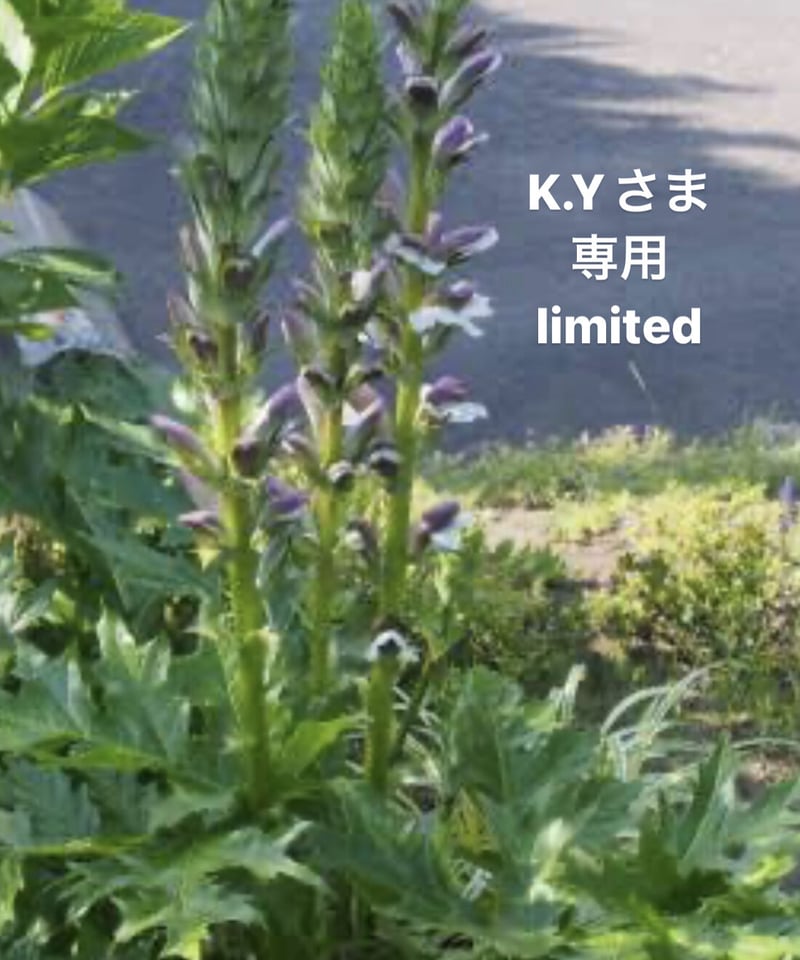 K.Yさま専用ページ | BlueOnionStore