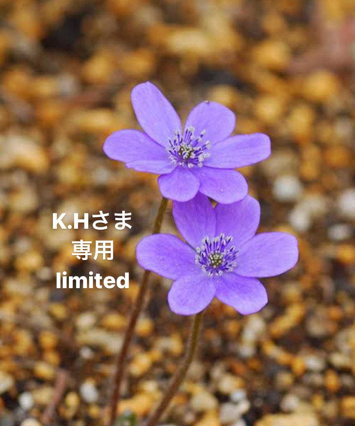 K.Hさま専用ページ | BlueOnionStore 