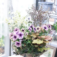 初夏の花苗セット　ペチュニアベールモーヴシルバー