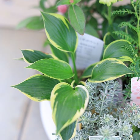 自分で植える花苗セット  爽やかピンク