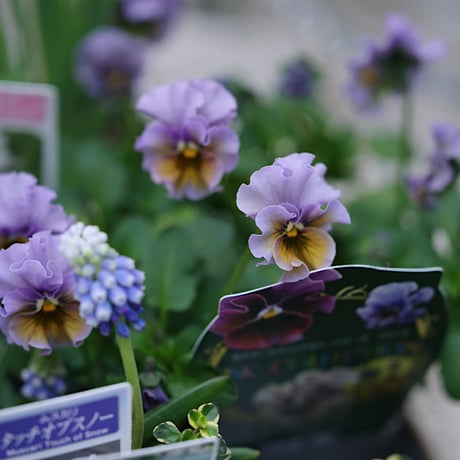 球根植物を楽しむ春の花苗セレクション𓂂𓏸 𓂃