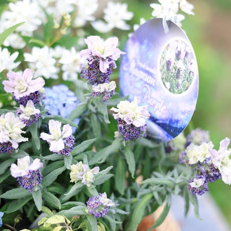 自分で植える花苗セット/ヤマアジサイ津江のこでまり