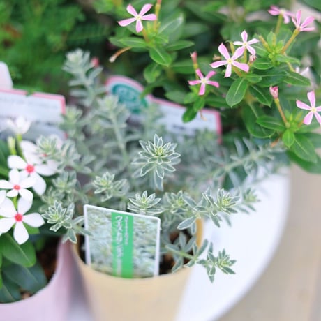 自分で植える花苗セット  爽やかピンク