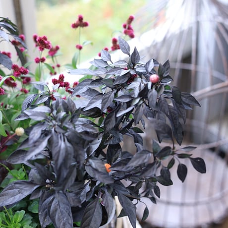 自分で植える花苗セット　シックビオラ
