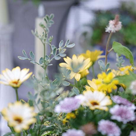 春の花苗セレクション𓂂𓏸 𓂃パステリーナ