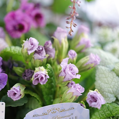 春の花苗セレクション ブルー