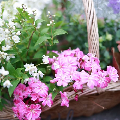 春の花苗セット　ローダンセマム＆アネモネアンアリス