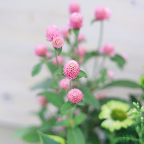 自分で植える花苗セット  爽やかピンク