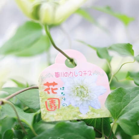 クレマチス花園　RHS植木鉢マリナーつき