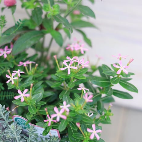 自分で植える花苗セット  爽やかピンク