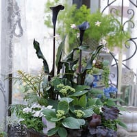 ガーデンカラーブラック＆紫陽花のシック花苗セット