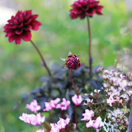 自分で植えるダークシック花苗セット