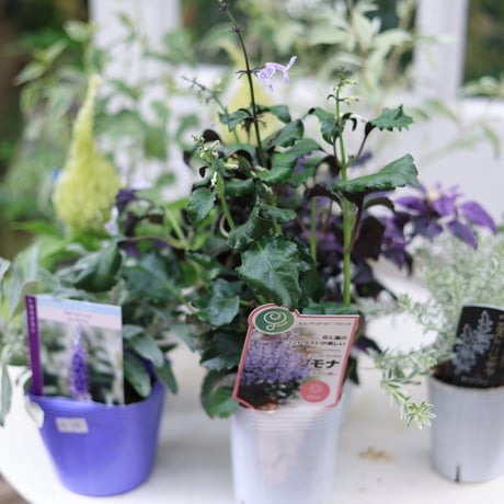 自分で植える花苗セット　秋のシックカラー