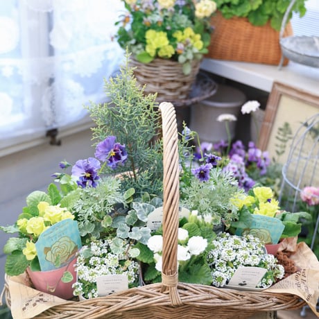 花苗セット　ビオラレディとプリムラジュリアンセット