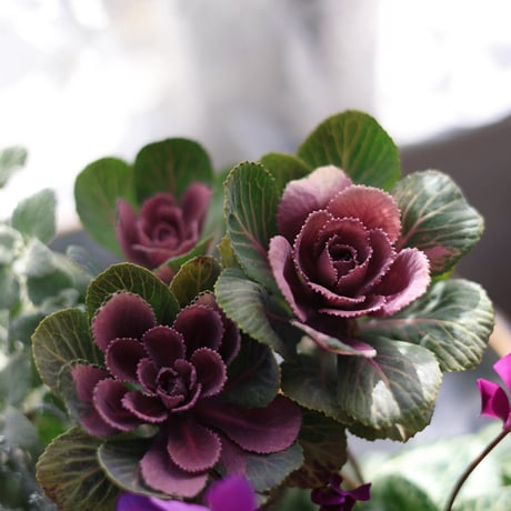 シクラメン　ブルージュエリーシリーズとシルバーリーフの花苗セット