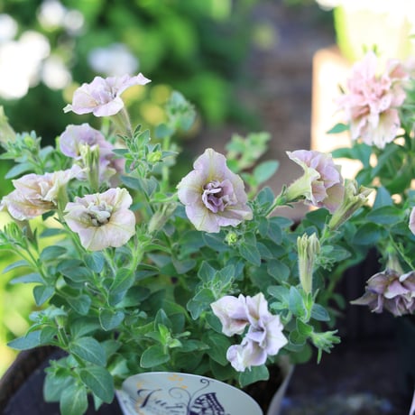 自分で植える花苗セットピンクベージュ