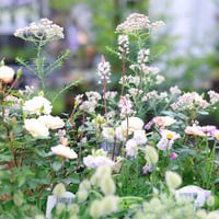 自分で植える花苗セット　ホワイト&グリーン