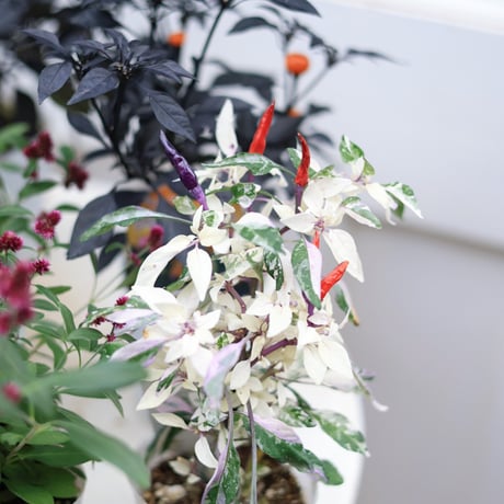 自分で植える花苗セット　シクラメンアレンジホワイトver.ラタンバスケット付き
