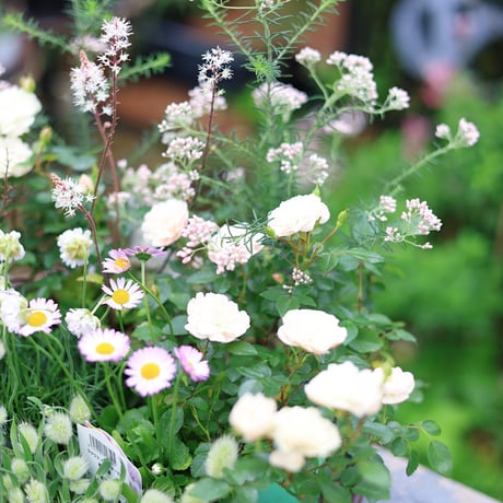 自分で植える花苗セット　ホワイト&グリーン