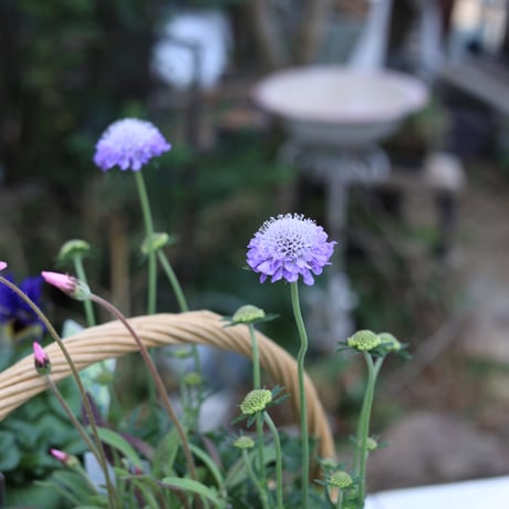 ドラキュラブルーの花苗セット