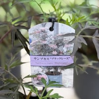 サンブカス"ブラックレース"５号鉢