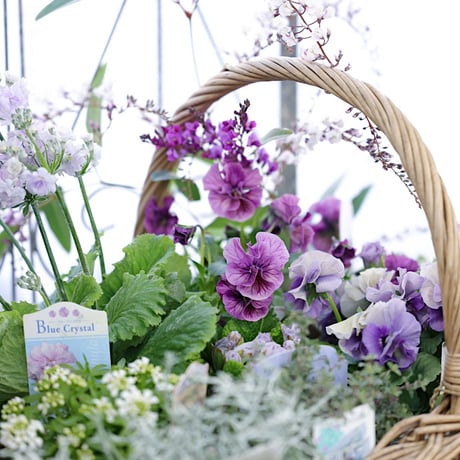 春の花苗セレクション ブルー