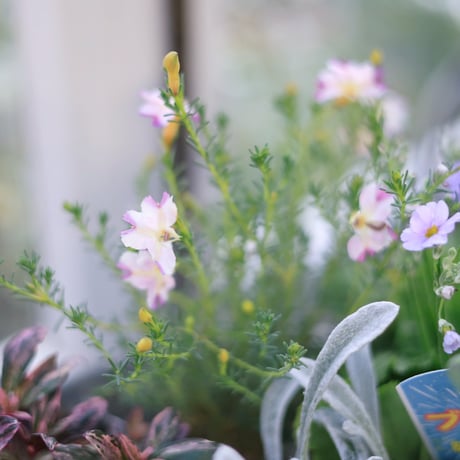 花苗セット　フリルパンジードラキュラ