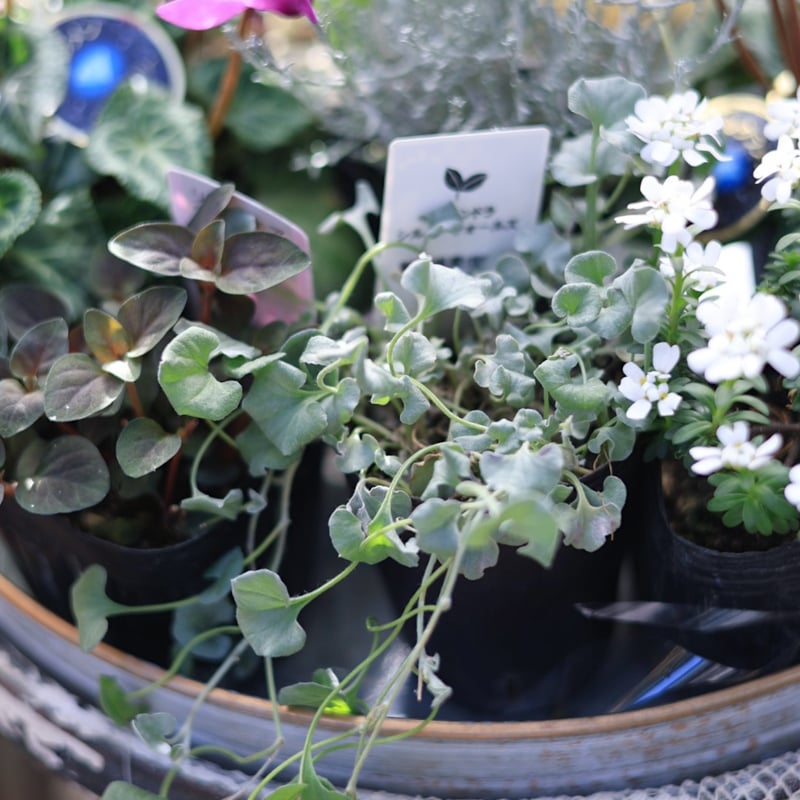 シクラメン ブルージュエリーシリーズとシルバーリーフの花苗セット