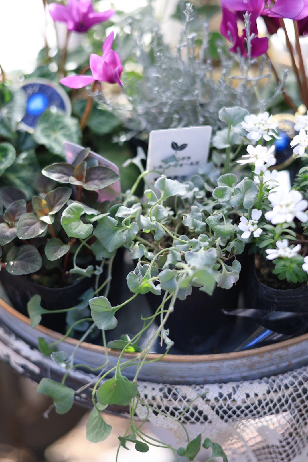 シクラメン ブルージュエリーシリーズとシルバーリーフの花苗セット