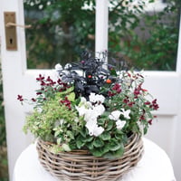 自分で植える花苗セット　シクラメンアレンジホワイトver.ラタンバスケット付き