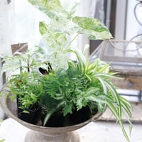初夏の花苗セット ペチュニアさくらクルール | coconiwa