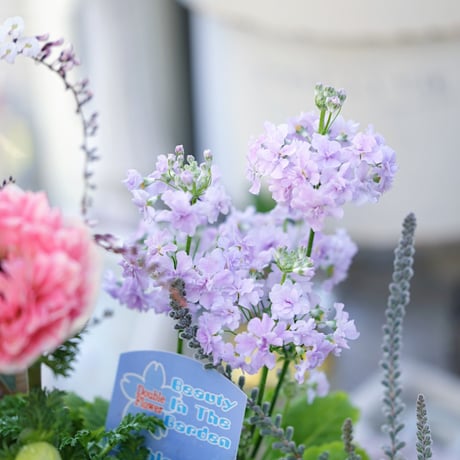 春の花苗セレクション