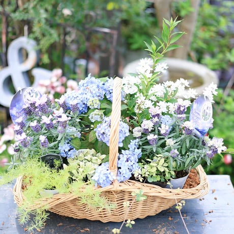 自分で植える花苗セット/ヤマアジサイ津江のこでまり