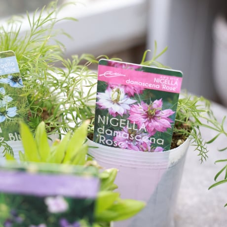初夏のガーデン植え込み苗おすすめセットB