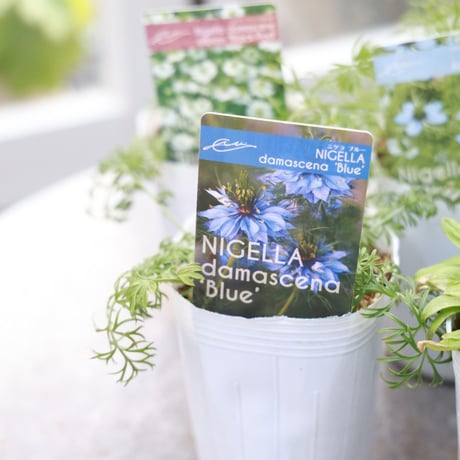 初夏のガーデン植え込み苗おすすめセットB