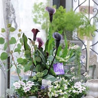 ガーデンカラーブラックシックな花苗セット