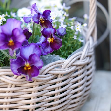 バスケットと春の花苗セレクション　ベラボン付