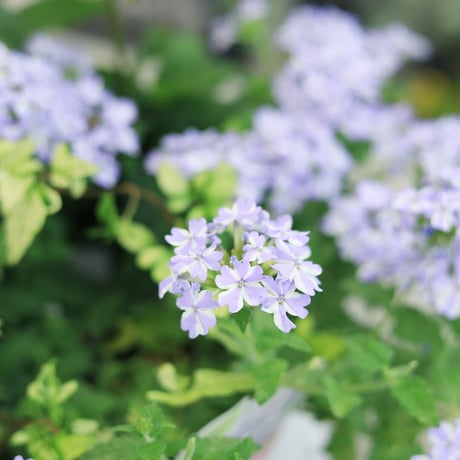 自分で植える　花苗エキナセアセット