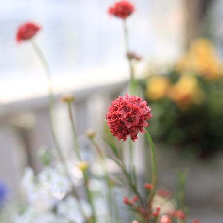 早春の花苗セット　レッド