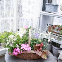 春の花苗セット　ローダンセマム＆アネモネアンアリス