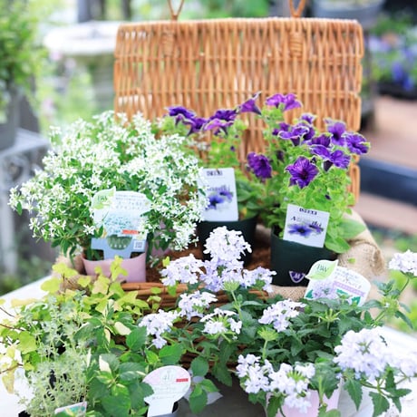 自分で植える花苗セット　エレガントブルー