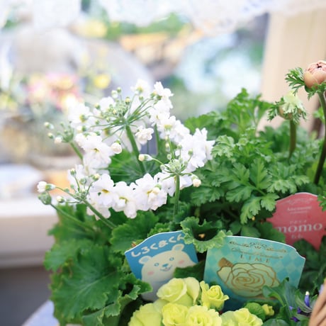 春の花苗セット　アネモネ＆ジュリアン