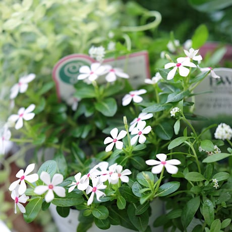夏の花苗セット