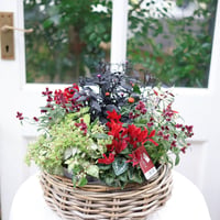 自分で植える花苗セット　シクラメンアレンジレッドver.ラタンバスケット付き
